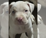 Puppy Puppy 2 American Bully