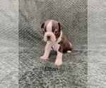Puppy Ethan Boston Terrier