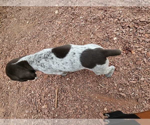 Medium Photo #4 German Shorthaired Pointer Puppy For Sale in EVANSVILLE, WY, USA