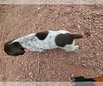 Small Photo #14 German Shorthaired Pointer Puppy For Sale in EVANSVILLE, WY, USA