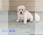 Puppy BLUE Golden Retriever