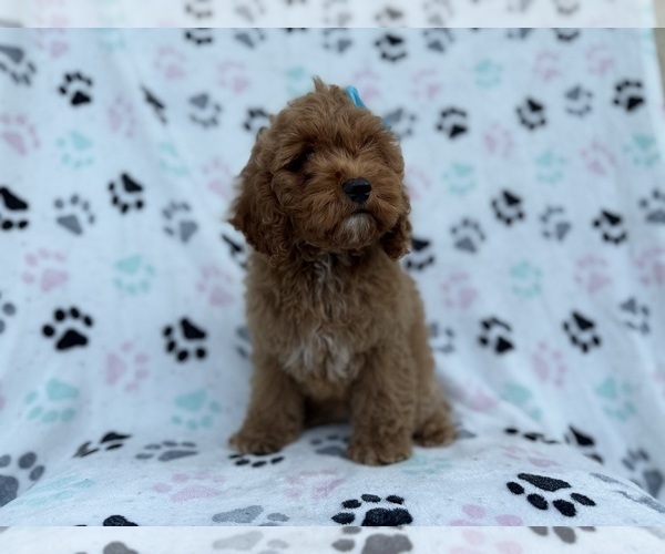 Medium Photo #8 Cock-A-Poo Puppy For Sale in LAKELAND, FL, USA