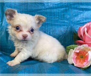 Medium Chihuahua