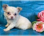 Puppy Puppy 1 Chihuahua
