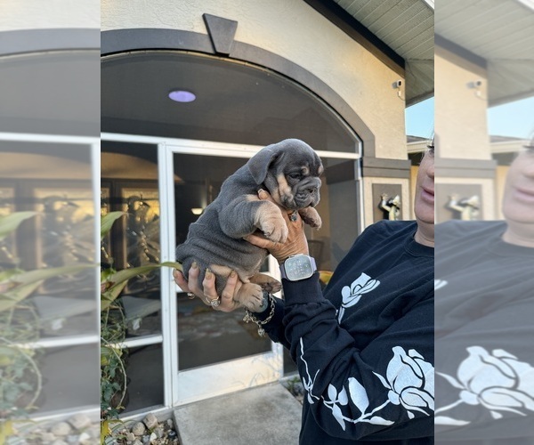 Medium Photo #21 English Bulldog Puppy For Sale in LEHIGH ACRES, FL, USA
