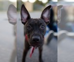 Small Photo #2 Staffordshire Bull Terrier-Unknown Mix Puppy For Sale in Holly Springs, NC, USA