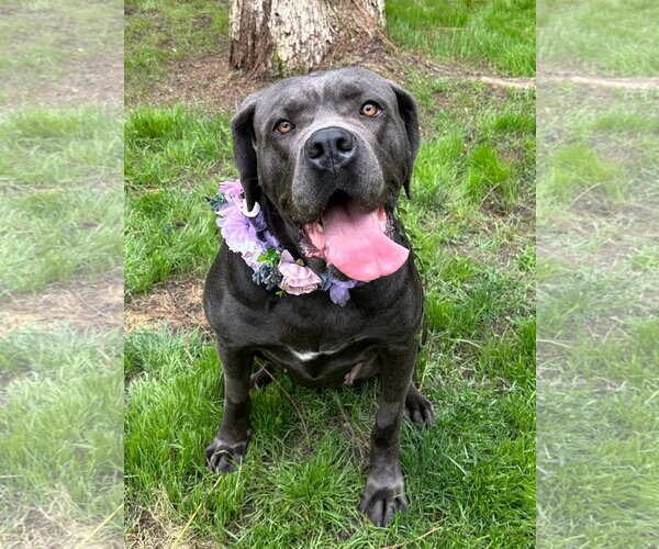 Medium Photo #6 Mutt Puppy For Sale in Redlands, CA, USA