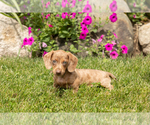 Small #4 Dachshund
