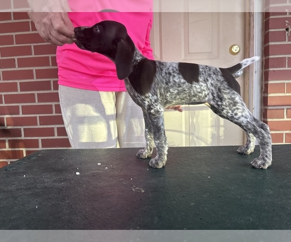 Medium Photo #1 German Shorthaired Pointer Puppy For Sale in LINCOLN, NE, USA