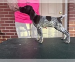 Puppy Puppy 1 German Shorthaired Pointer