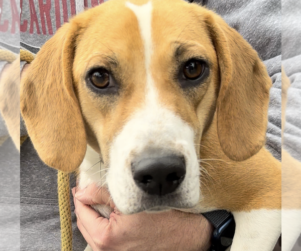 Medium Photo #1 Beagle Puppy For Sale in Thomasville, NC, USA