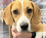 Small Beagle