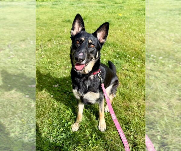 Medium Photo #7 German Shepherd Dog-Unknown Mix Puppy For Sale in Gloversville, NY, USA