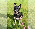 Small #6 German Shepherd Dog Mix