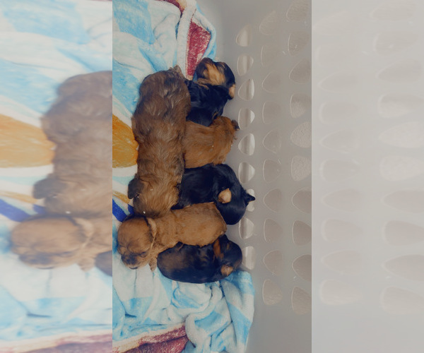 Medium Photo #1 Yorkipoo Puppy For Sale in ARLINGTON, TX, USA