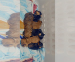 Image preview for Ad Listing. Nickname: Litter of 6