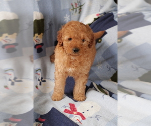 Goldendoodle (Miniature) Puppy for sale in MILWAUKEE, WI, USA