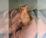 Small #3 Chihuahua