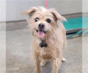Chihuahua-Norfolk Terrier Mix Dogs for adoption in Camarillo, CA, USA