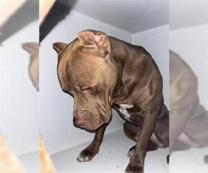 Mutt Dogs for adoption in Houston, TX, USA