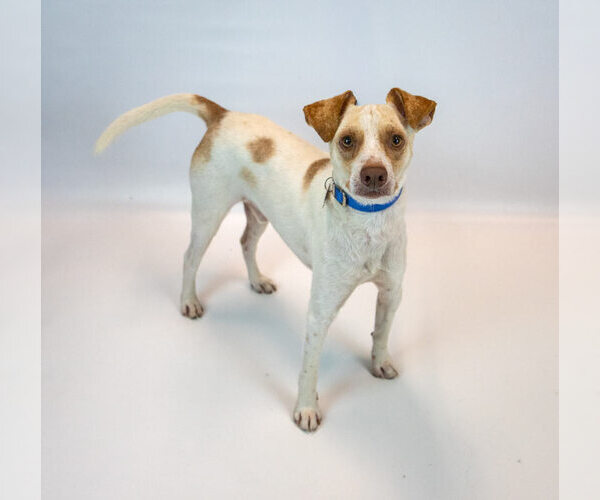 Medium Photo #4 Jack-A-Bee Puppy For Sale in Kennesaw, GA, USA