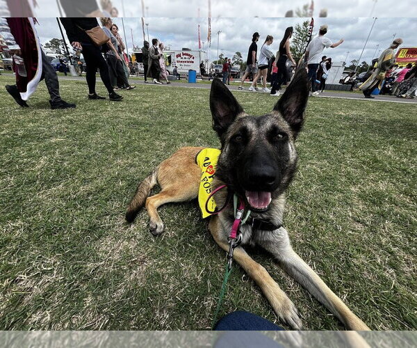 Medium Photo #6 Mutt Puppy For Sale in Imlay City, MI, USA