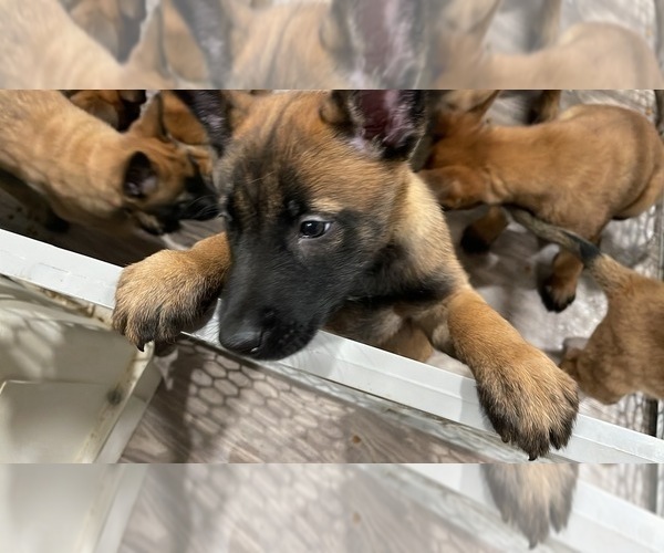 Medium Photo #124 Belgian Malinois Puppy For Sale in REESEVILLE, WI, USA