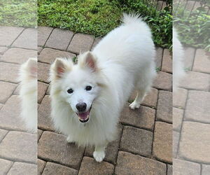 American Eskimo Dog Dogs for adoption in Pikesville, MD, USA