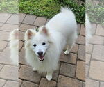Small American Eskimo Dog