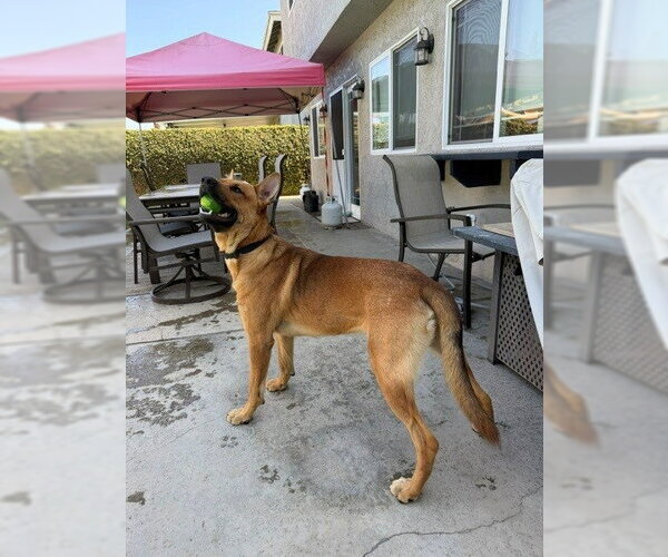 Medium Photo #7 Mutt Puppy For Sale in Lake Forest, CA, USA