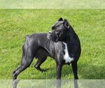 Small Photo #1 Boxer Puppy For Sale in SHIPSHEWANA, IN, USA