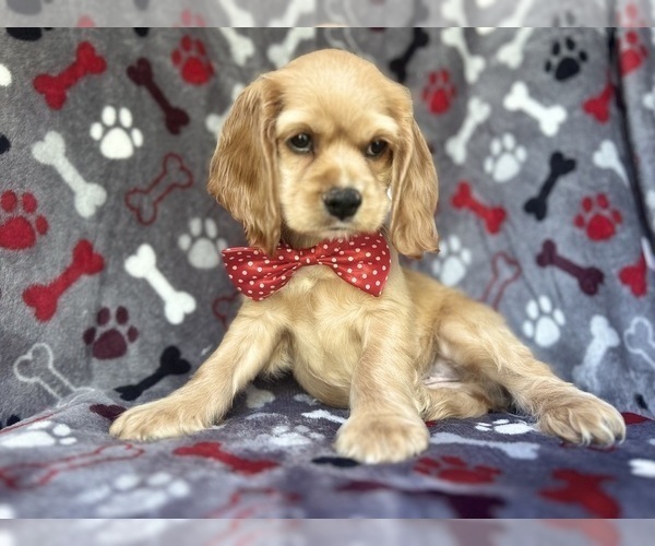 Medium Photo #9 Cocker Spaniel Puppy For Sale in LAKELAND, FL, USA