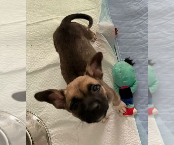 Medium Photo #4 American Staffordshire Terrier-Siberian Husky Mix Puppy For Sale in Raleigh, NC, USA