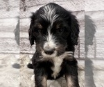 Small #6 Bernedoodle