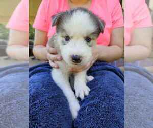 Siberian Husky Puppy for sale in LENOIR, NC, USA