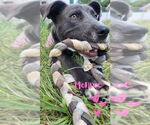 Small #1 American Staffordshire Terrier Mix