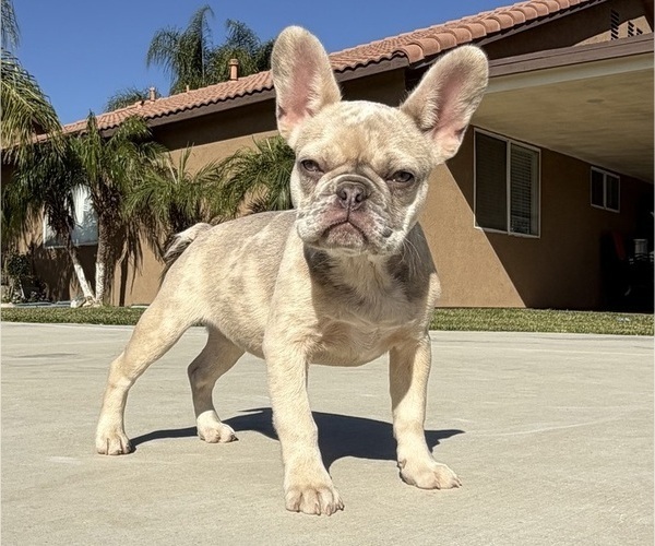 Medium Photo #1 French Bulldog Puppy For Sale in BLOOMINGTON, CA, USA