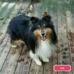 Small Photo #1 Shetland Sheepdog Puppy For Sale in JACKSONVILLE, FL, USA
