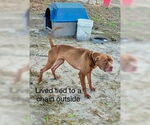 Small #2 American Staffordshire Terrier Mix