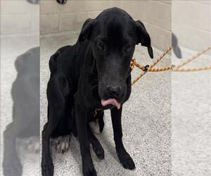 Black and Tan Coonhound-Unknown Mix Dogs for adoption in Conroe, TX, USA