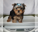 Small #4 Yorkshire Terrier