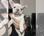 Small Photo #31 French Bulldog Puppy For Sale in SAN BERNARDINO, CA, USA