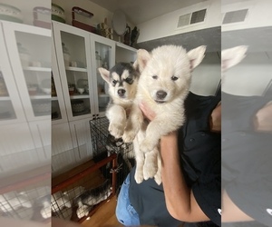 Alaskan Husky-Wolf Hybrid Mix Puppy for sale in ALBUQUERQUE, NM, USA