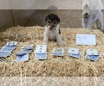 Puppy Girl 3 Wire Fox Terrier