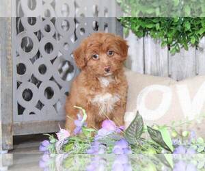 Aussie-Poo Puppy for sale in MOUNT VERNON, OH, USA