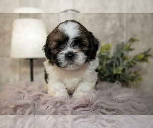 Medium Shih Tzu