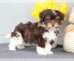 Small Photo #4 Havanese Puppy For Sale in FREDERICKSBG, OH, USA