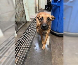 German Shepherd Dog-Unknown Mix Dogs for adoption in Stockton, CA, USA