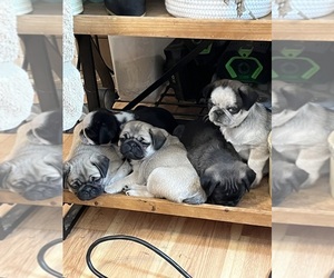 Pug Litter for sale in SPRING CITY, PA, USA
