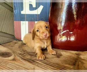 Dachshund Puppy for sale in GALENA, KS, USA